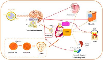 Circadian clock—A promising scientific target in oral science